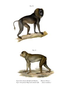 Wanderoo Monkey by German School